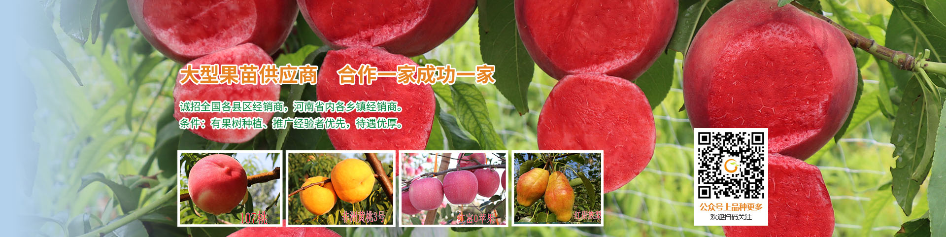 安陽(yáng)市鄭農(nóng)果苗種植專(zhuān)業(yè)合作社