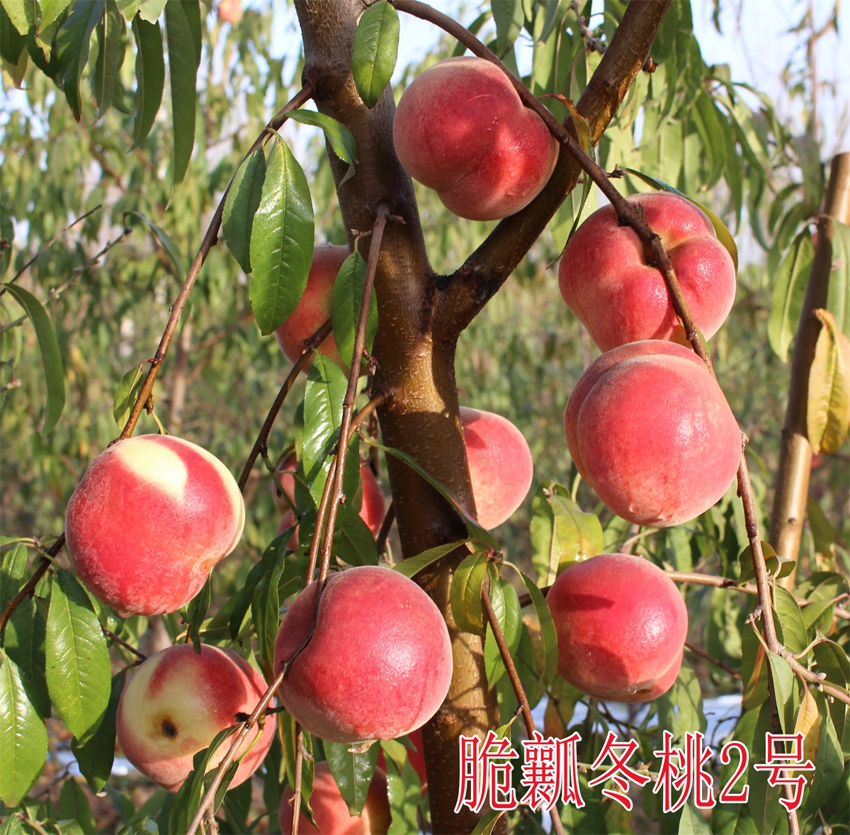 脆瓤冬桃2號(hào) (3)