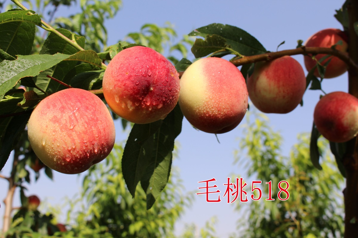 毛桃518