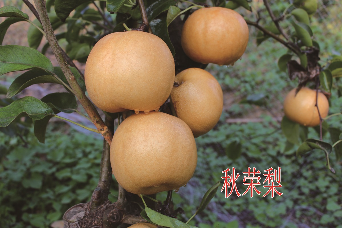 秋榮梨新