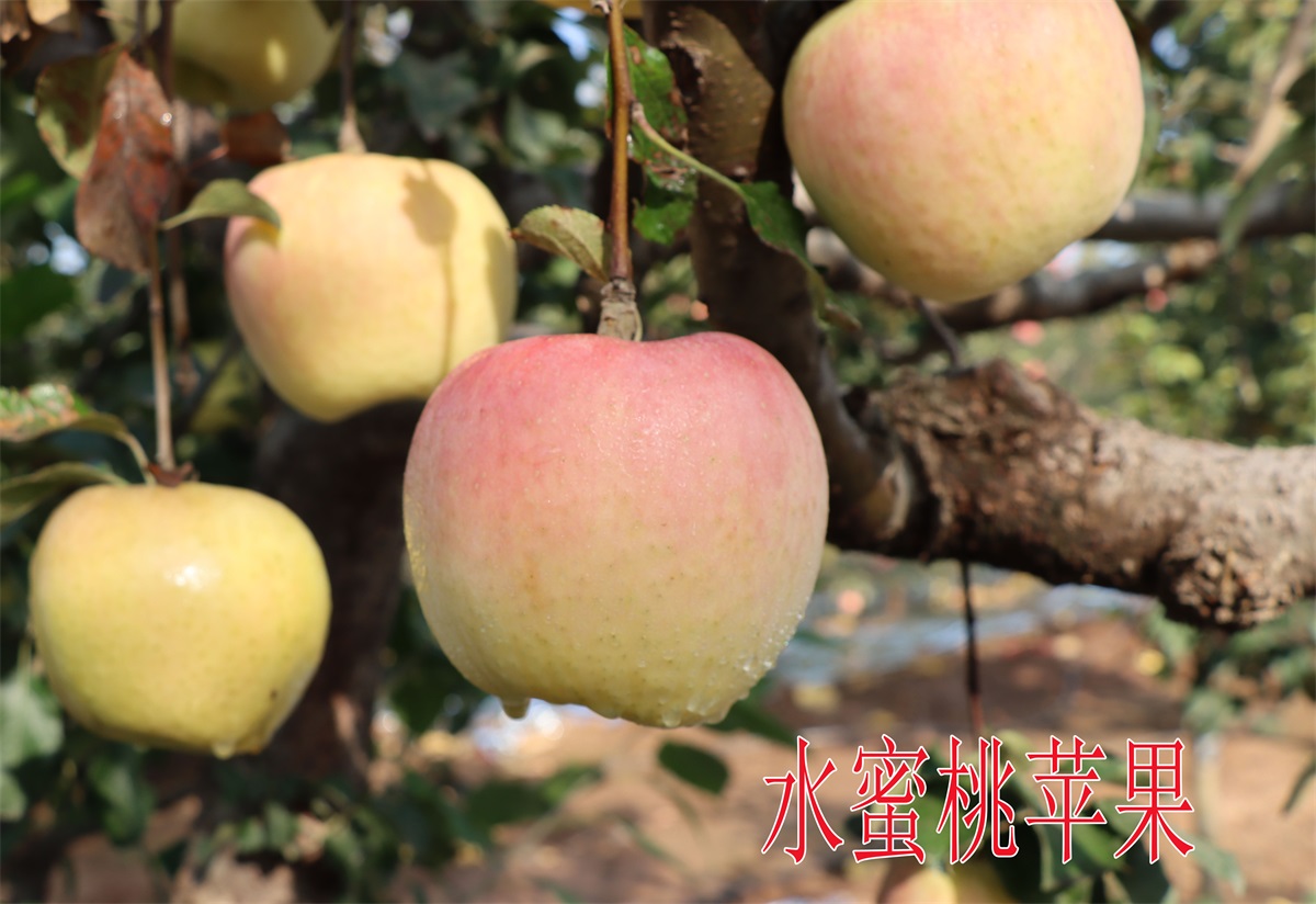 日本青森水蜜桃蘋果 (2)