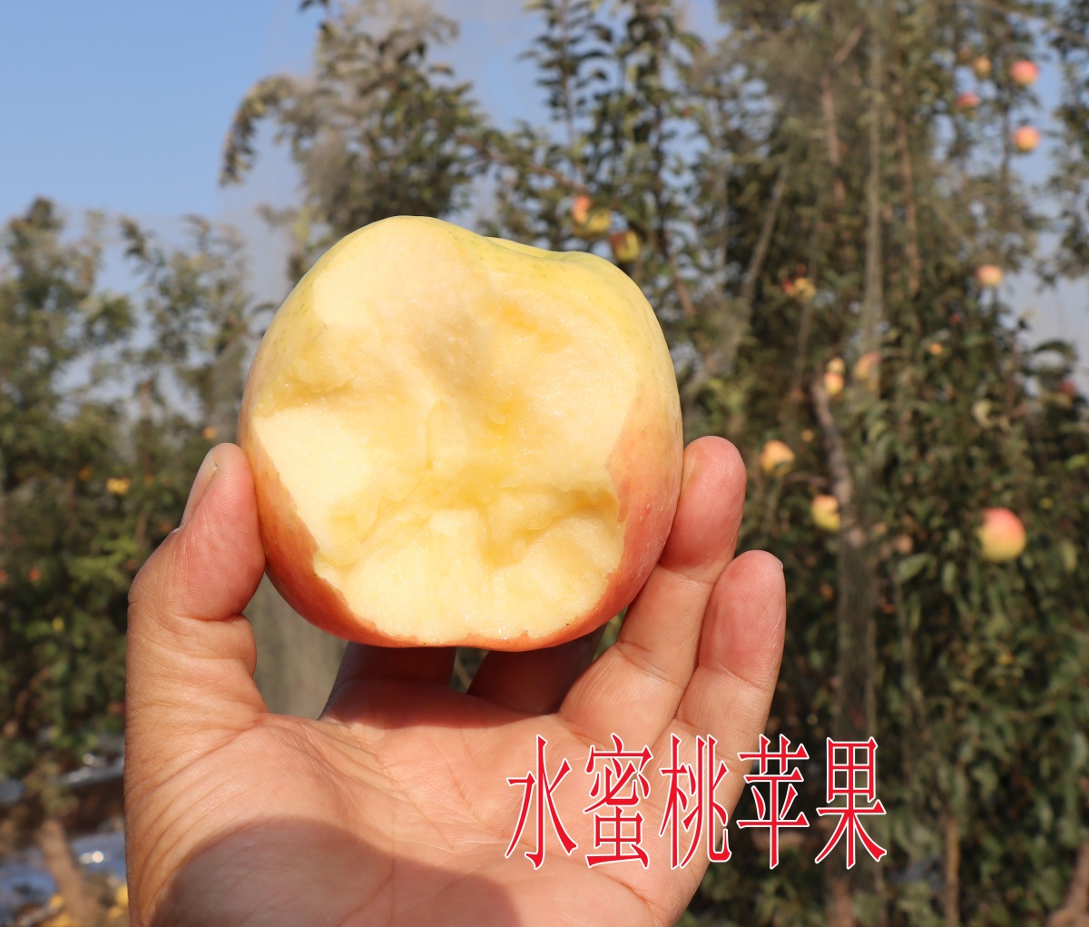 水蜜桃蘋果1