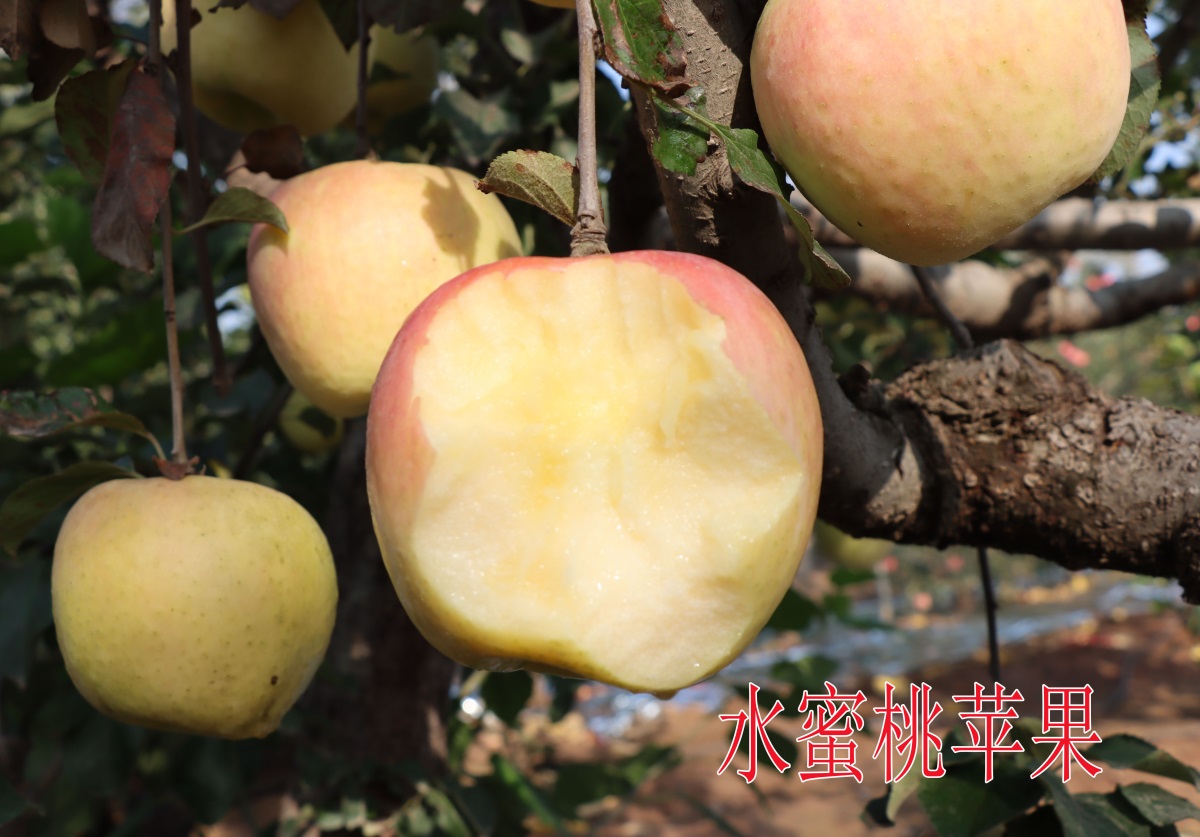 水蜜桃蘋果2