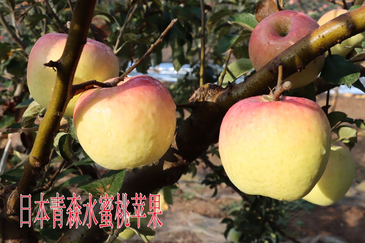 水蜜桃蘋果5
