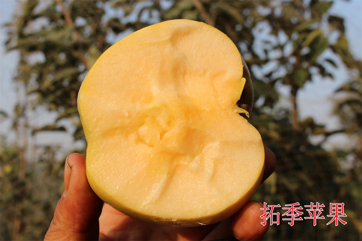拓季蘋果2