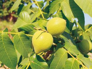 文玩核桃一白獅子