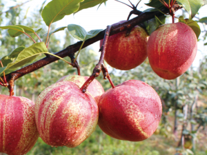 早酥紅梨豐產(chǎn)狀