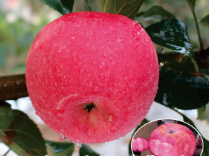 紅肉蘋果