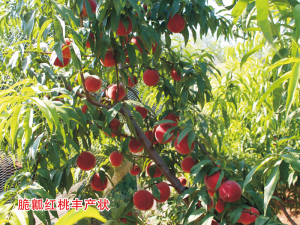 脆瓤紅桃豐產(chǎn)狀
