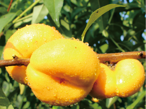 風(fēng)味皇后油蟠桃