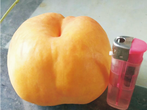 風(fēng)味天后蟠桃