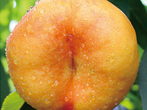 國(guó)慶黃金油蟠桃