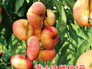 黃金油蟠桃2號(hào)