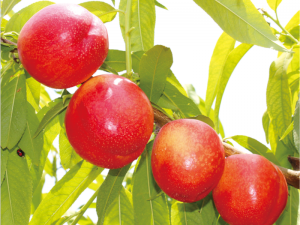 黃肉518-1號(hào)