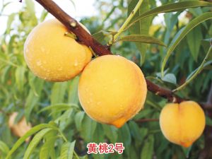黃桃2號(hào)