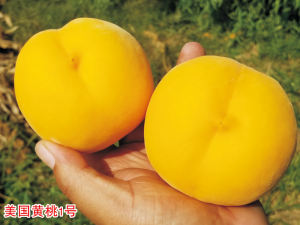 美國(guó)黃桃1號(hào)