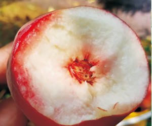 美國(guó)離核，無(wú)需套袋的品種--秋雪