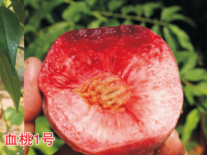 血桃1號(hào)