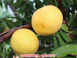 永不變軟黃桃--黃寶石5號(hào)