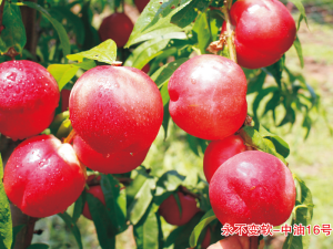 永不變軟-新中油16號(hào)