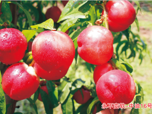 永不變軟-中油16號(hào)