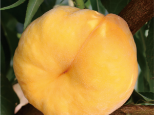 中蟠桃13號(hào)