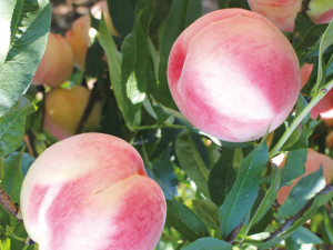 中熟桃冠軍--山梨白桃