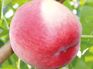 中桃紫玉（鄭2-24桃）