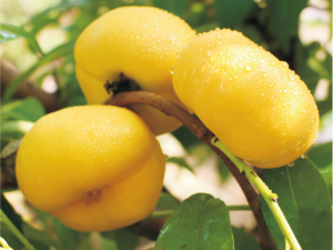 中油蟠桃5號(hào)