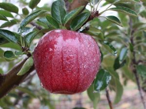 美國(guó)品種-俄勒岡蘋果