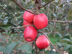 豫香紅蘋果