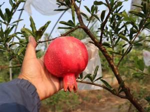 鄭果紅1號軟籽石榴（抗凍）