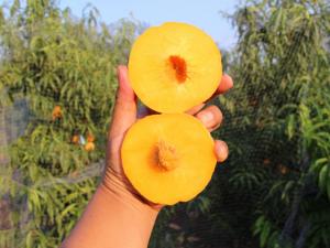 非洲黃桃3號(hào)