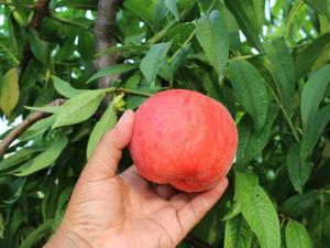 國(guó)中一號(hào)