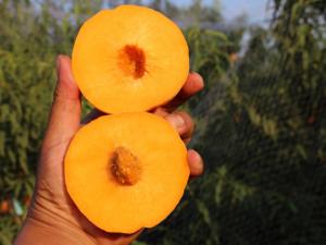 美國(guó)黃桃2號(hào)