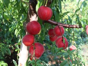 美國品種-93春麗