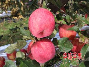 華脆蘋果