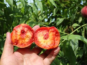 英國(guó)血液桃