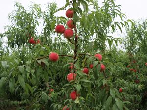 中桃14號(hào)豐產(chǎn)狀