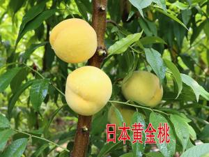 日本黃金桃