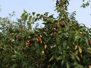 月光棗（子彈頭）