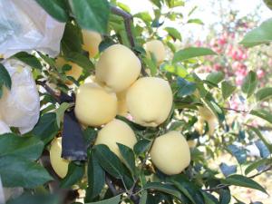 維納斯黃金蘋果