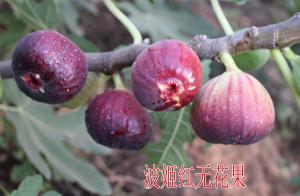 波姬紅無花果