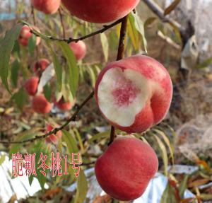 脆瓤冬桃1號