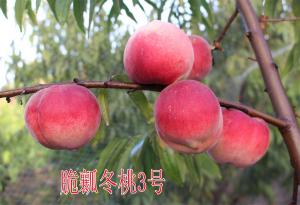 脆瓤冬桃3號(hào)