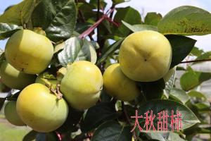 大秋甜柿