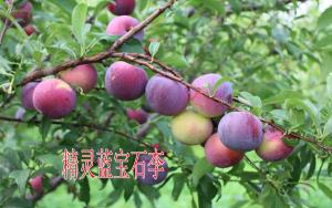 精靈藍(lán)寶石李子