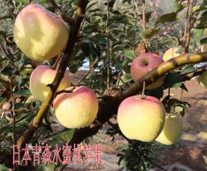 日本青森水蜜桃蘋果